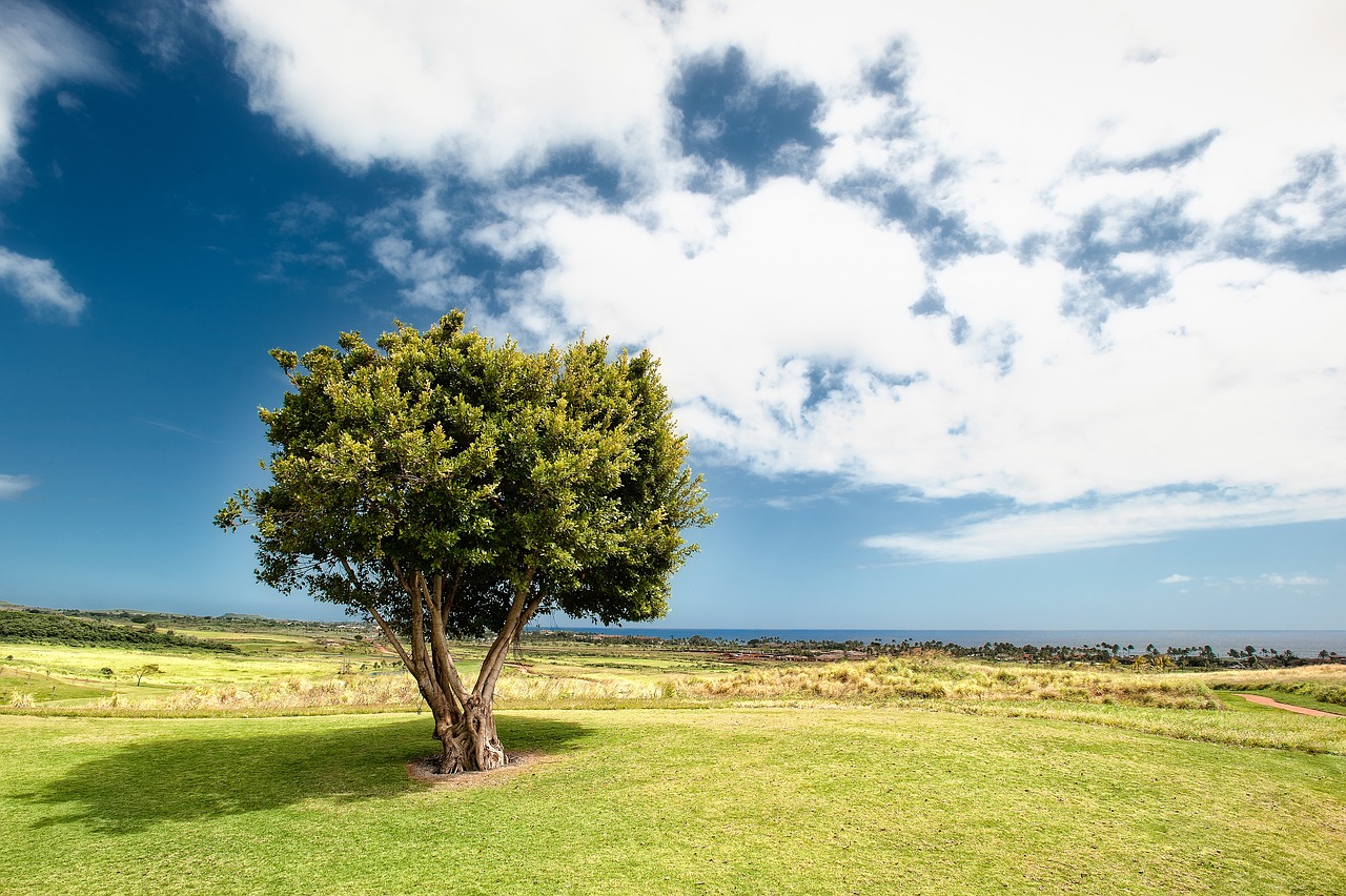 Principles of Bonsai Design and Care